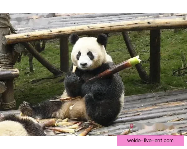 伟德真人娱乐带你体验真实在线赌场的精彩世界,尽享游戏乐趣与高额奖金 伟德真人娱乐带你体验真实在线赌场的精彩世界,尽享游戏乐趣与高额奖金